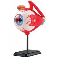 Набір для експериментів EDU-Toys Модель глазного яблока сборная,14 см Фото