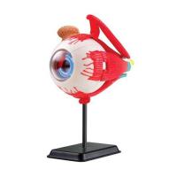 Набор для экспериментов EDU-Toys Модель глазного яблока сборная, 14 см Фото