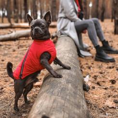 Жилет для животных Pet Fashion "E.Vest" M2 красный Фото 3