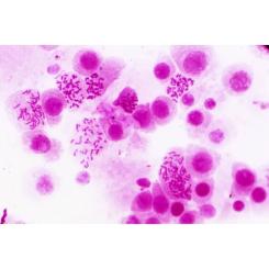 Набор микропрепаратов Bresser Histology 30 шт (5985000) Фото 1