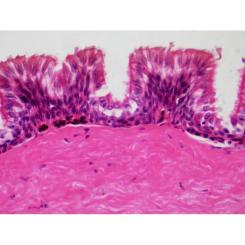 Набор микропрепаратов Bresser Histology 30 шт (5985000) Фото 3
