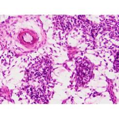 Набор микропрепаратов Bresser Histology 30 шт (5985000) Фото 4