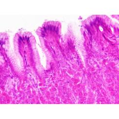 Набор микропрепаратов Bresser Histology 30 шт (5985000) Фото 5