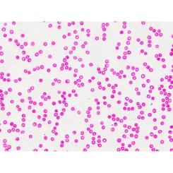 Набор микропрепаратов Bresser Histology 30 шт (5985000) Фото 6