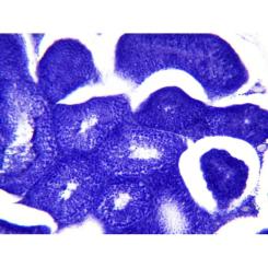 Набор микропрепаратов Bresser Histology 30 шт (5985000) Фото 7