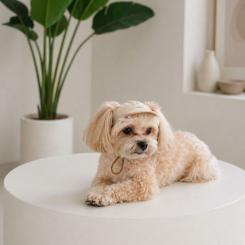 Кепка для животных Pet Fashion Glamor ХL Фото 4