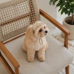 Кепка для животных Pet Fashion Glamor ХL Фото 5