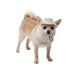 Кепка для животных Pet Fashion Gold XL Фото 4