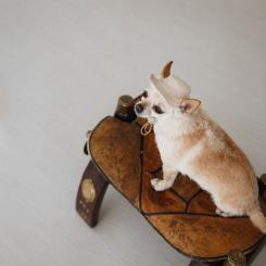 Кепка для животных Pet Fashion Gold XL Фото 5