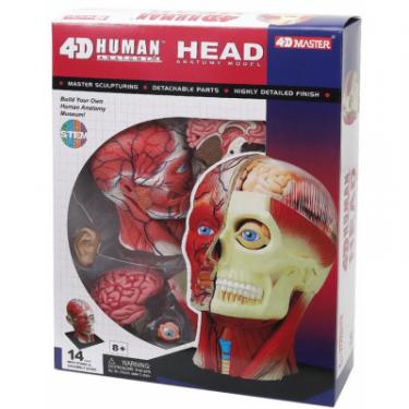 Пазл 4D Master Объемная анатомическая модель Голова человека Фото