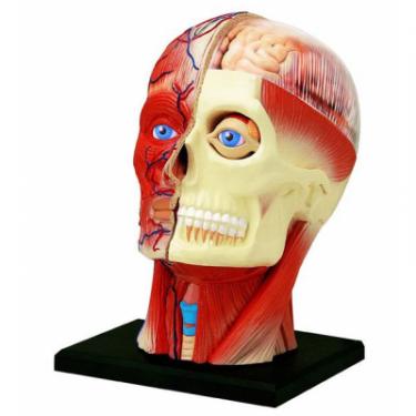 Пазл 4D Master Объемная анатомическая модель Голова человека Фото 1