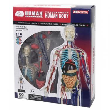 Пазл 4D Master Объемная анатомическая модель Тело человека прозра Фото