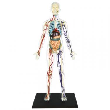 Пазл 4D Master Объемная анатомическая модель Тело человека прозра Фото 1